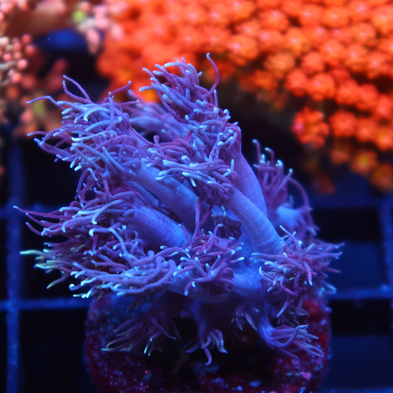 TCK Purple Goni