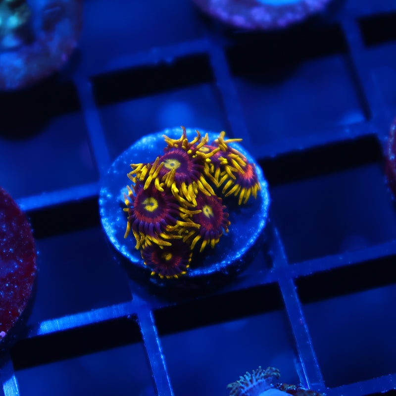 Laser Lemons