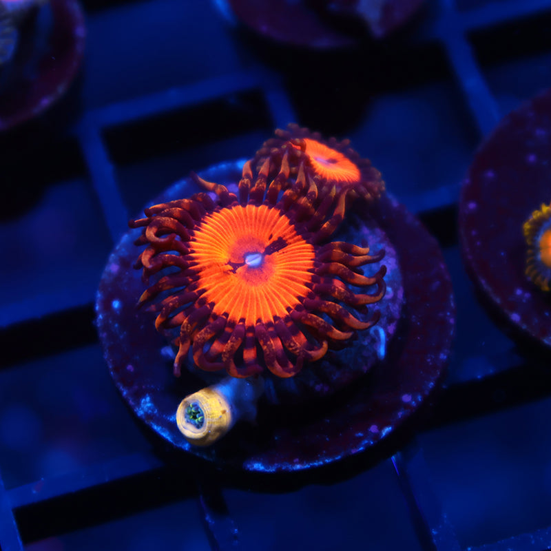 WWC Bloodsuckers