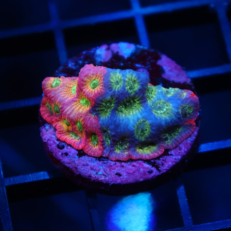 JF Dayglo Favia