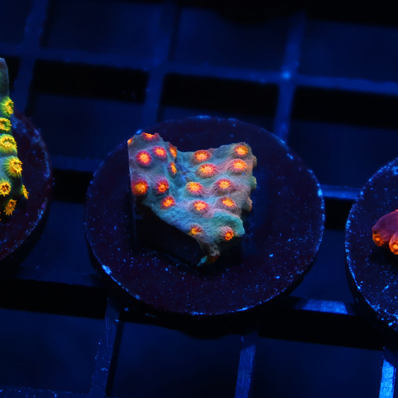 TCK Rainbow Comet Cyphastrea