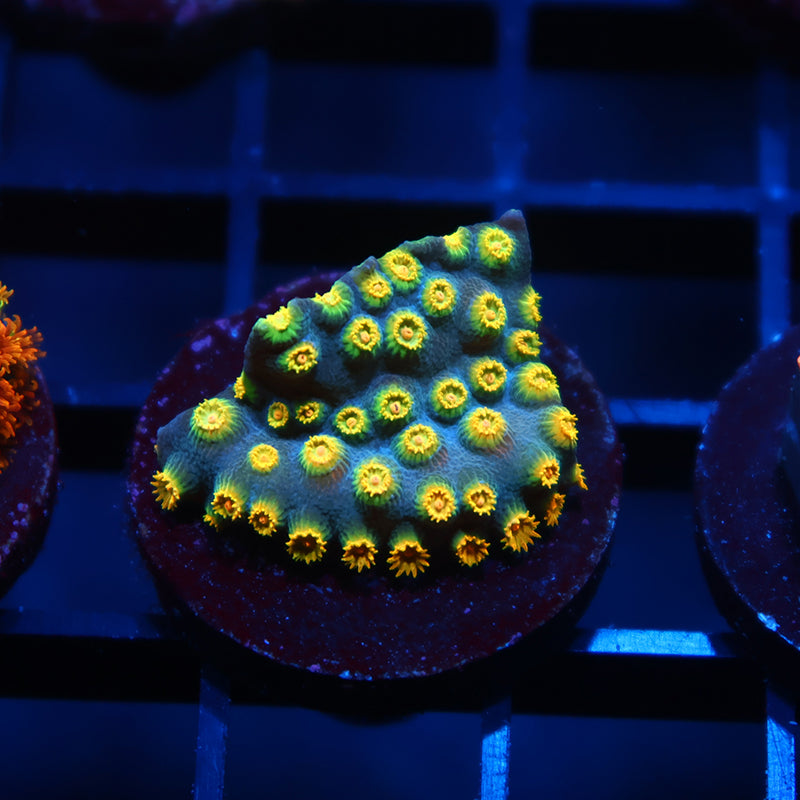 Zoolander Cyphastrea