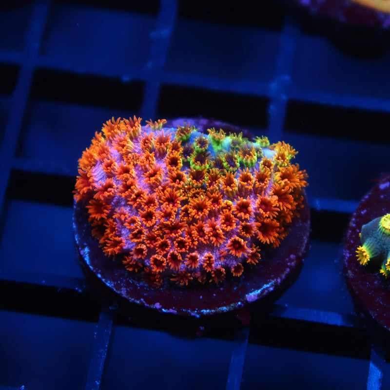 Skittles Bomb Cyphastrea