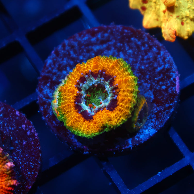 TCK OG Mardi Gras Acan