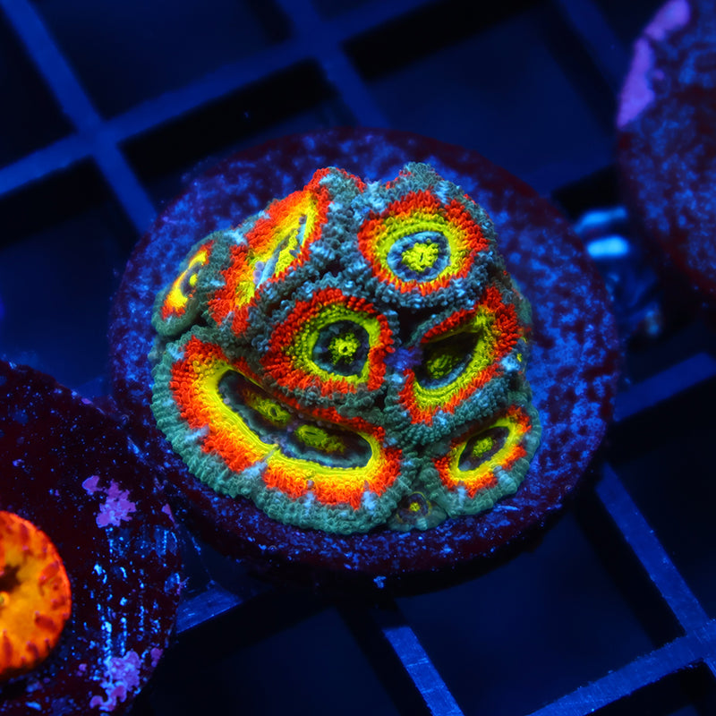 TCK HG Micromussa