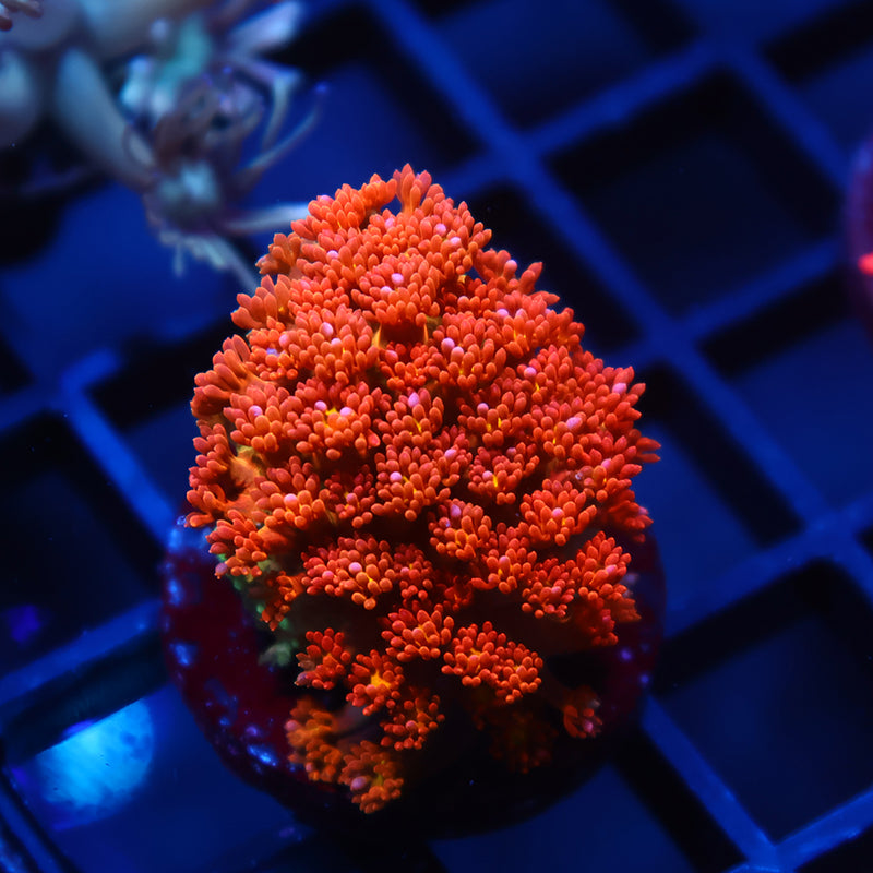 TCK Oddball Goni Bernardpora