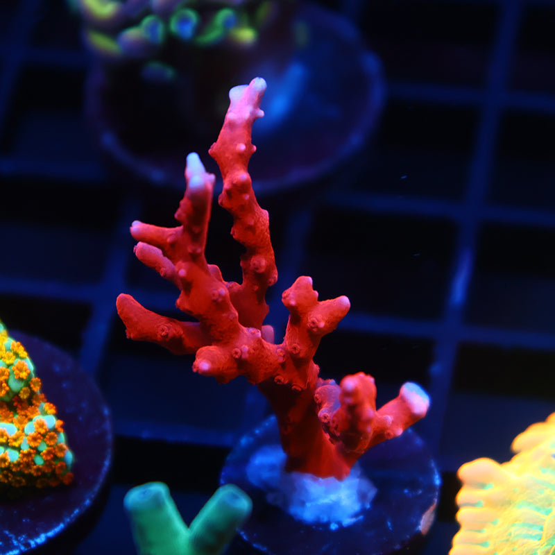 JF TNT Anacropora