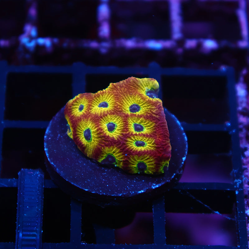 RR Spicy Lemon Favia
