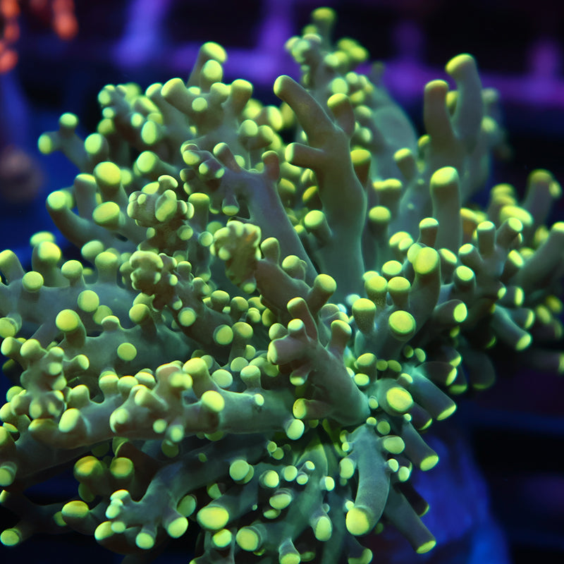 TCK Branching Lemonlimes Frogspawn
