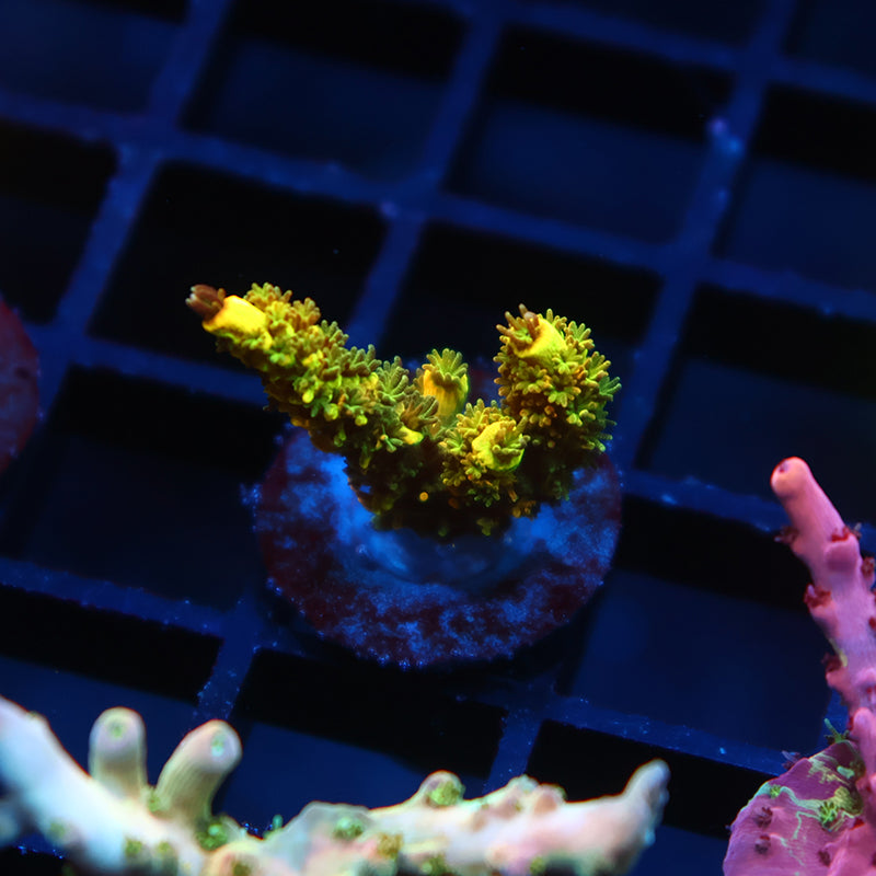 RRC Rainbow Splice Green