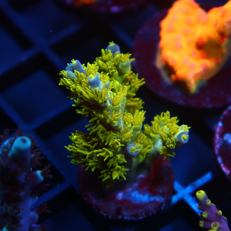 RRC Marvin the Martian