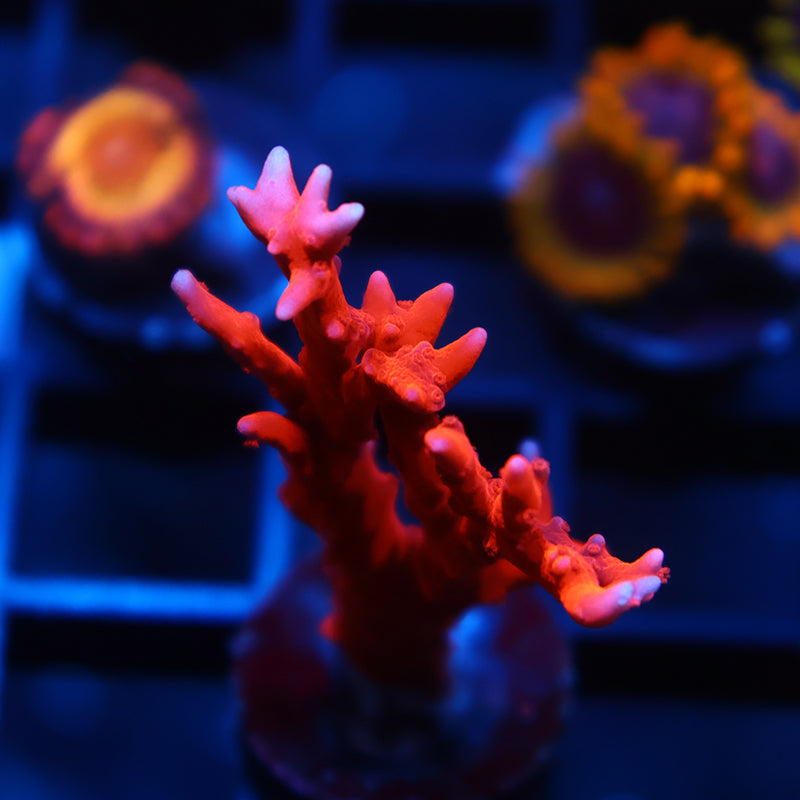 JF TNT Anacropora