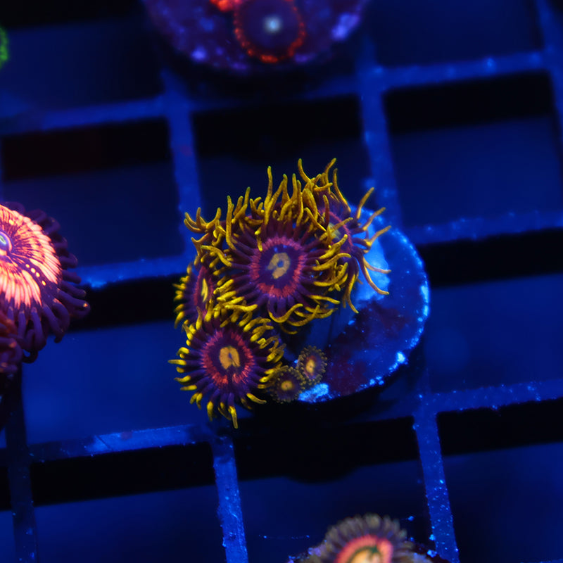 Laser Lemons