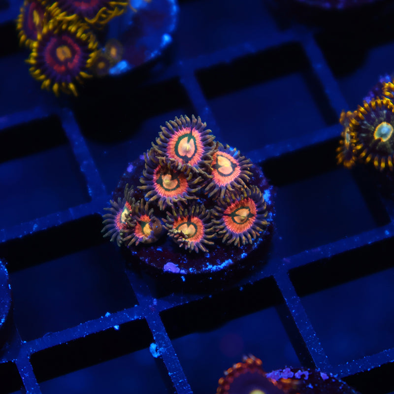 Awesome Zoas