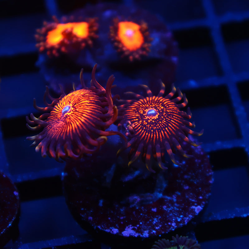 ARC Nightcrawlers