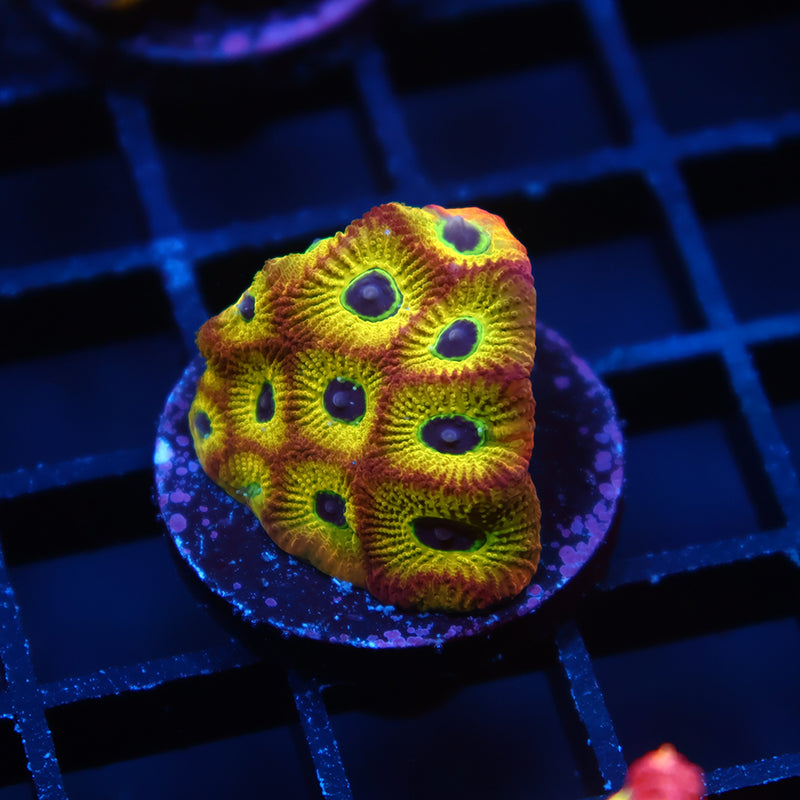RR Spicy Lemon Favia