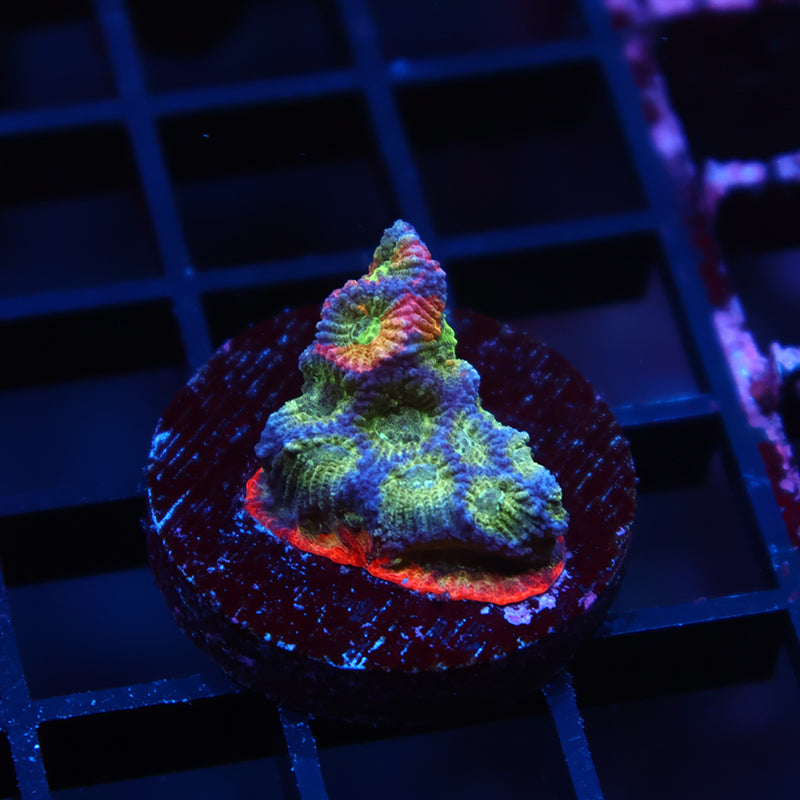 JF Dayglo Favia