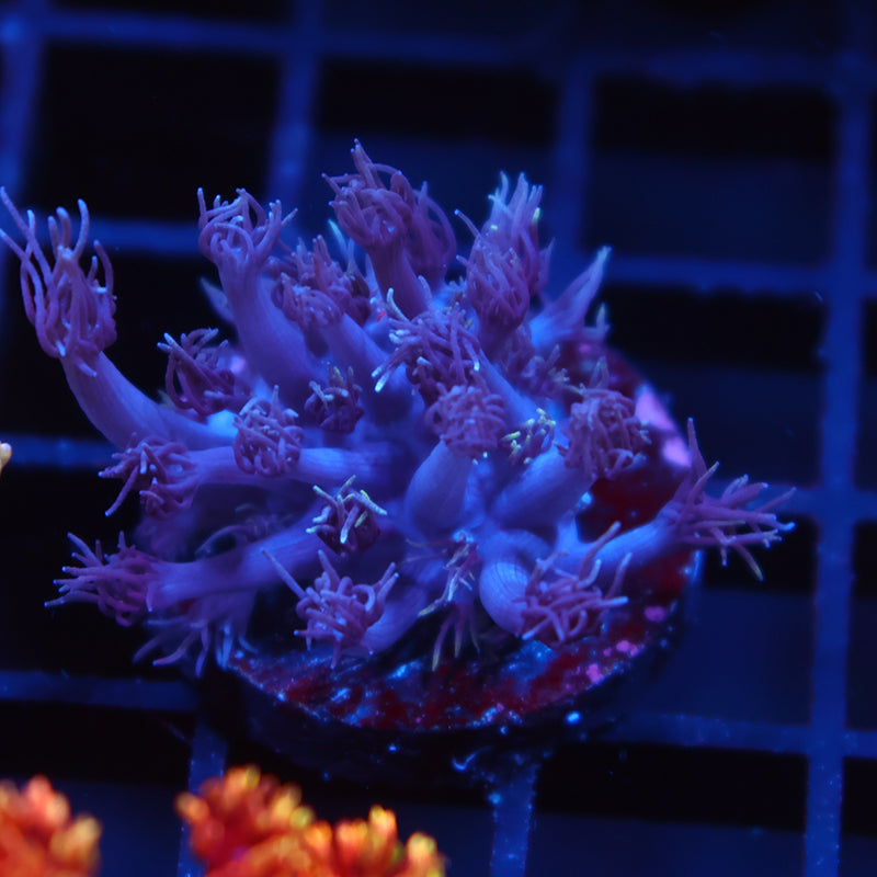 Purple Goni