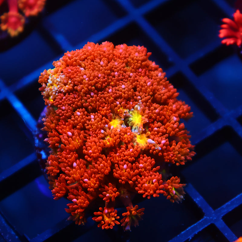 TCK Oddball Goni Bernardpora