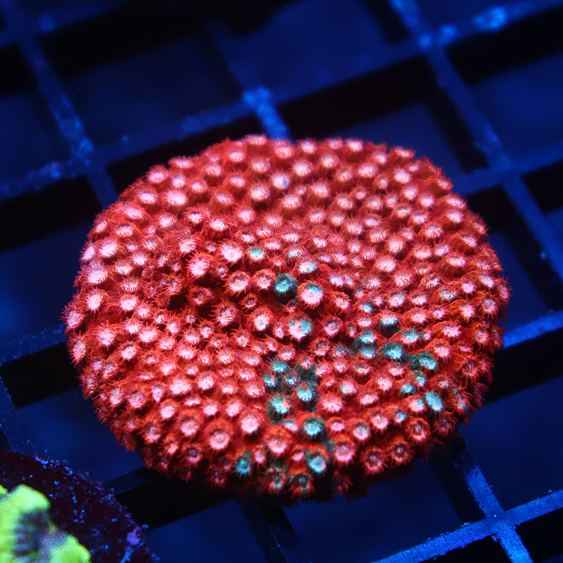 JF Fender Bender Cyphastrea