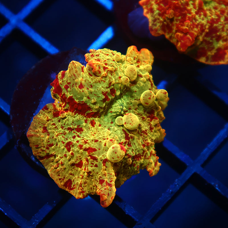 Insane Mythical Corals Eclectus Bounce