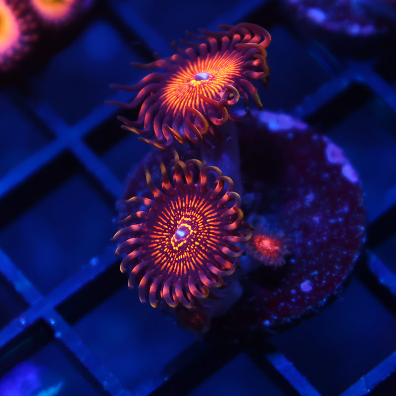 ARC Night Crawlers