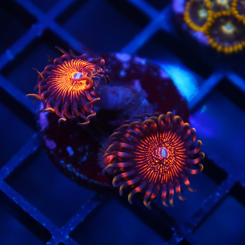 ARC Night Crawlers