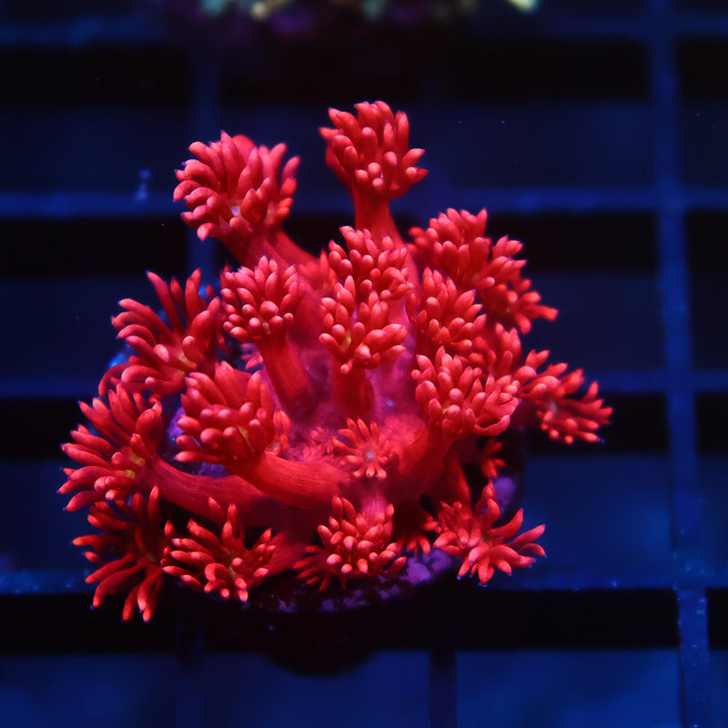 TCK Red Goni