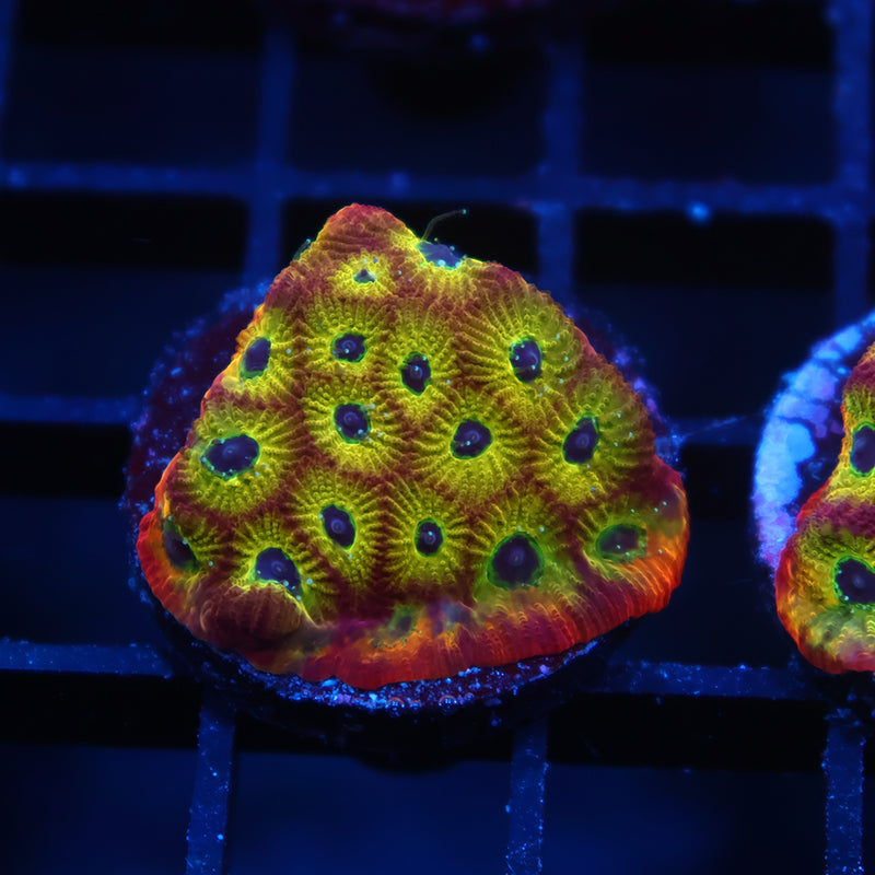 RR Spicy Lemon Favia