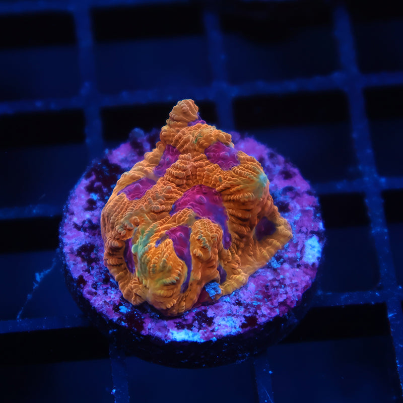 TCK Orange Jester Favia