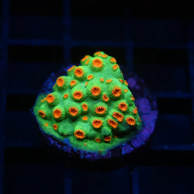 Reptar Cyphastrea