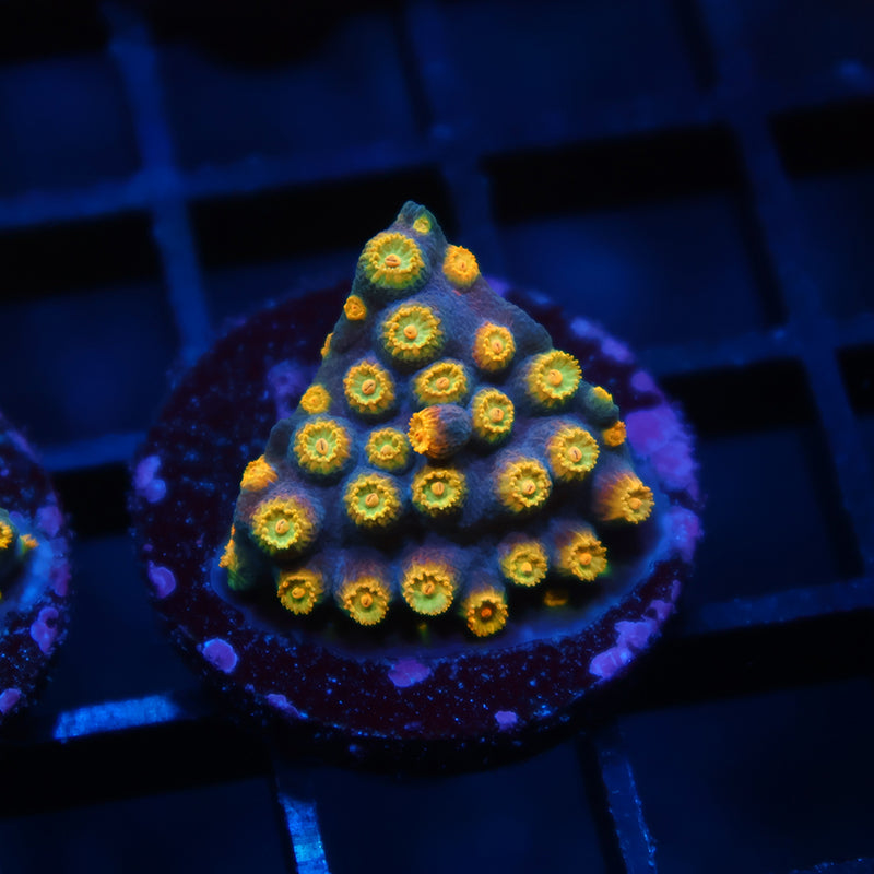 Zoolander Cyphastrea