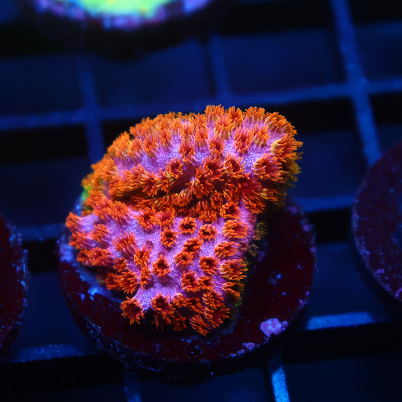 Skittles Bomb Cyphastrea