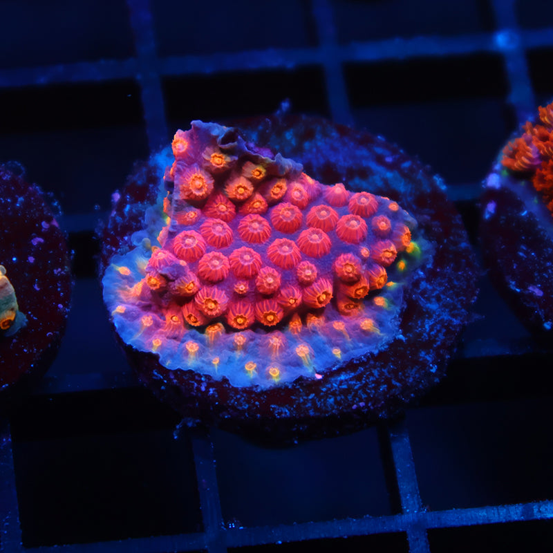 TCK Rainbow Abstract Cyphastrea