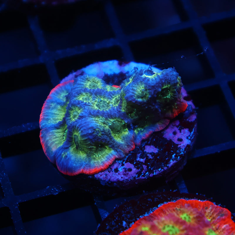 JF Dayglo Favia