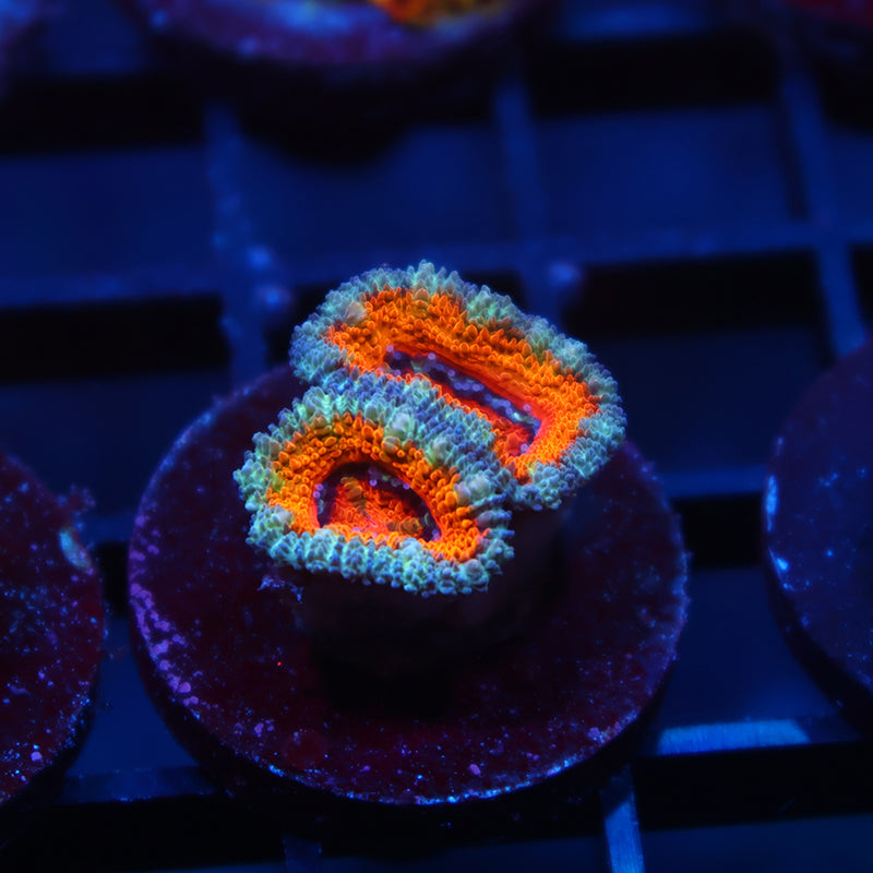TCK Blazing Orange Lord