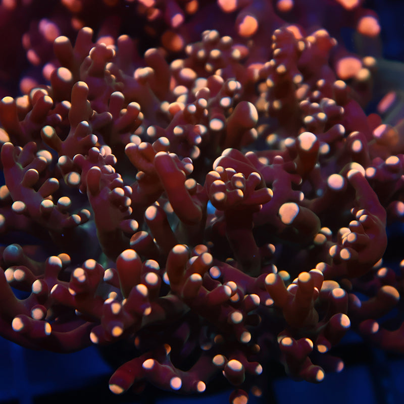 TCK Branching Gold Beanbag Frogspawn