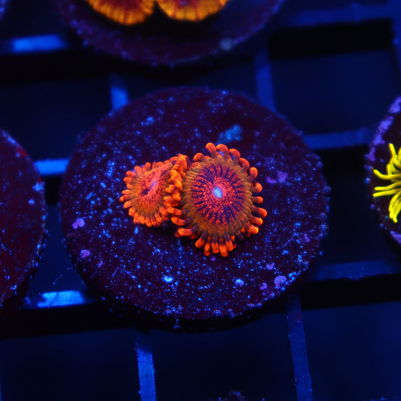 TCK Speckled Kraks