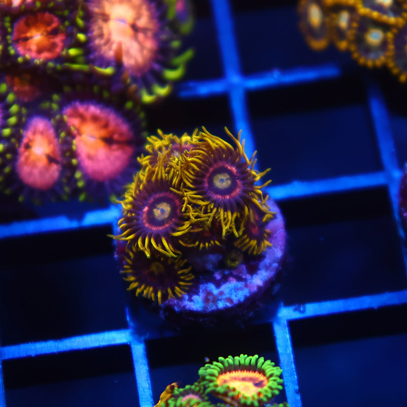 Laser Lemons