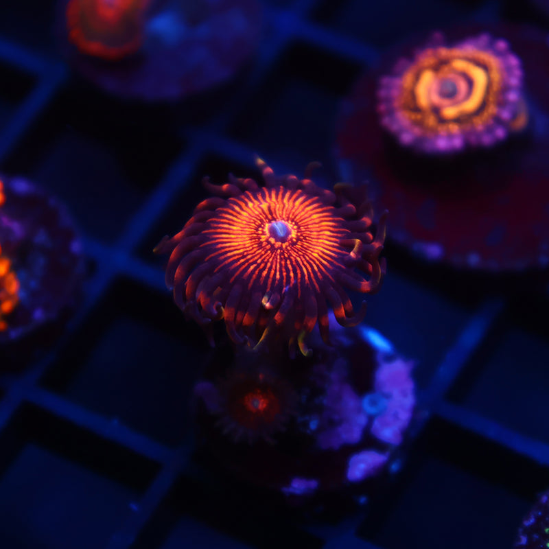 ARC Nightcrawlers