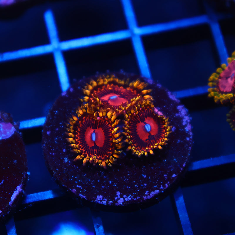 Aphrodite Zoas