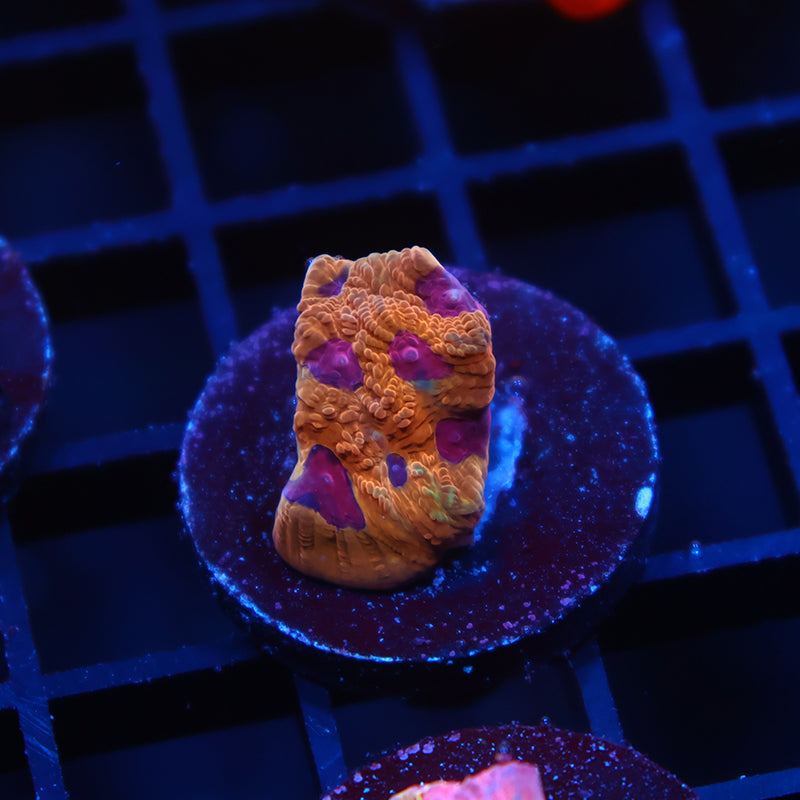 TCK Orange Jester Favia