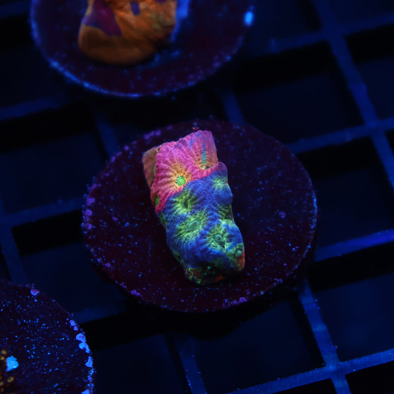 JF Dayglo Favia