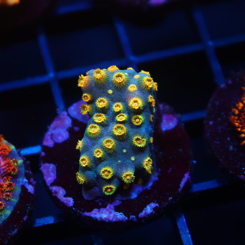 Zoolander Cyphastrea