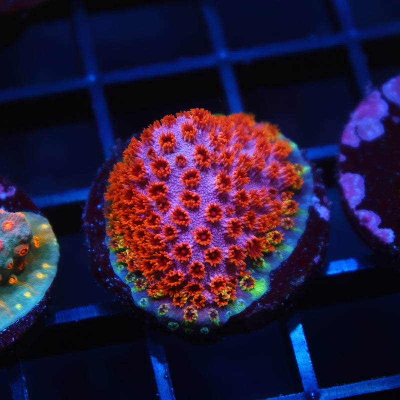 Skittles Bomb Cyphastrea