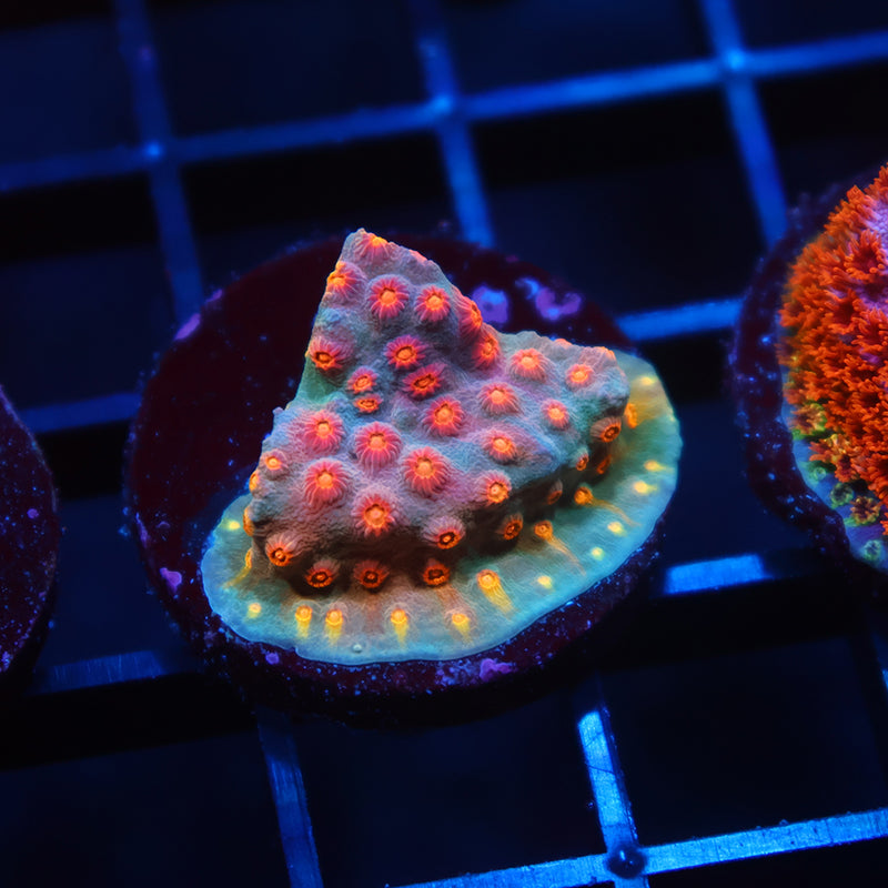TCK Rainbow Comet Cyphastrea