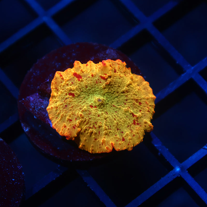 Mythical Corals Eclectus Bounce