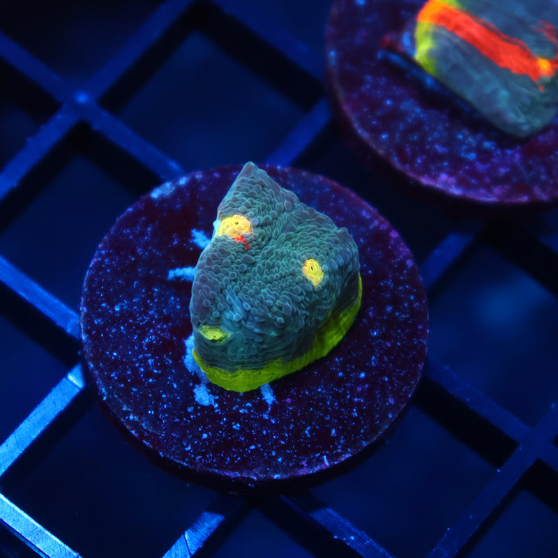 TCK Rainbow Flamethrower Chalice Blue Side