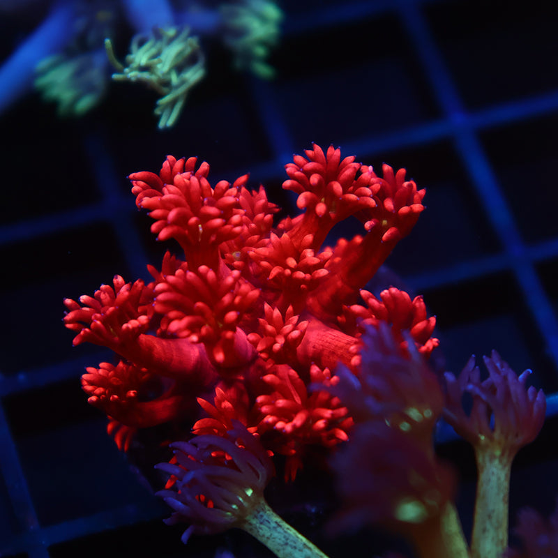 TCK Red Goni