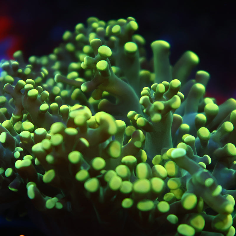 TCK Branching Lemon Limes Frogspawn